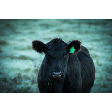 BLACK ANGUS BRISKET